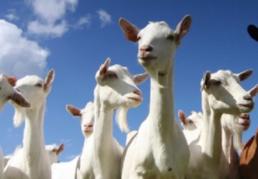 goats-large