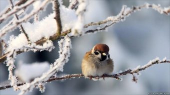 sparrow-in-the-cold-winter